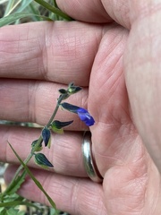 Salvia subincisa