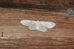 Idaea