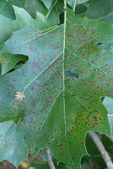 Cynipoidea