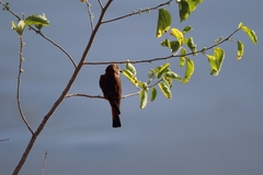Hirundinea ferruginea