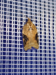 Acleris laterana