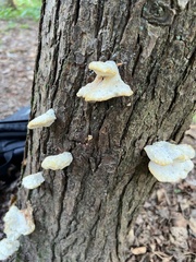 Fuscopostia fragilis