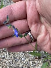 Salvia subincisa