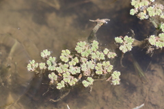 Azolla
