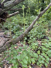 Helianthus silphioides