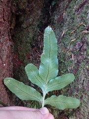 Polypodium scouleri