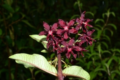 Asclepias melantha