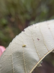 Caryomyia inclinata