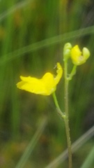 Utricularia geminiscapa