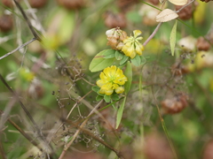 Trifolium aureum