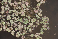 Azolla