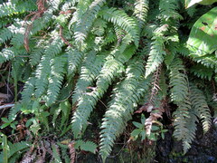 Blechnum chambersii