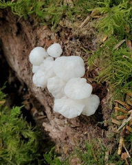 Marasmiellus candidus