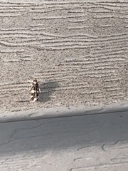 Oegoconia novimundi