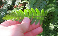 Blechnum chambersii