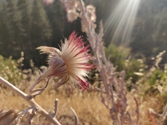 Cirsium occidentale