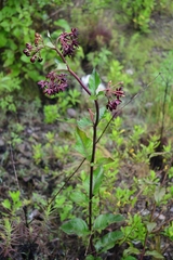 Asclepias melantha