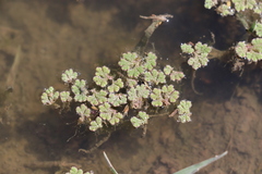 Azolla