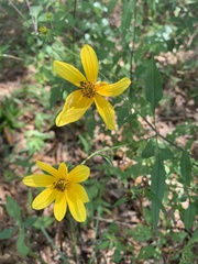 Coreopsis major