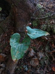 Maianthemum dilatatum