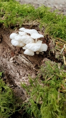 Marasmiellus candidus