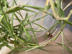 Dasymutilla sicheliana