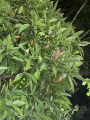 Miconia notabilis