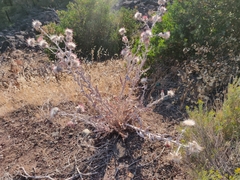 Cirsium occidentale