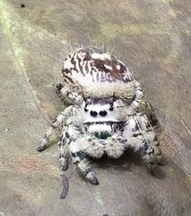 Phidippus otiosus