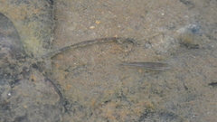 Rhinichthys