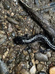 Plethodon glutinosus