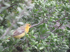 Icterus spurius