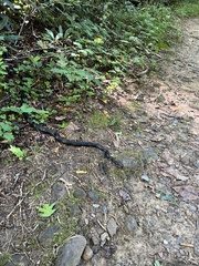 Pantherophis alleghaniensis
