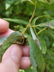 Rabdophaga salicisgnaphalioides
