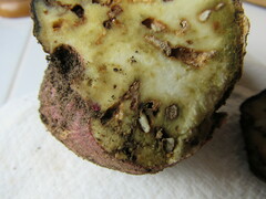 Cylas formicarius