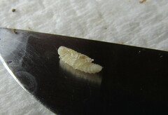 Cylas formicarius