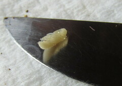Cylas formicarius