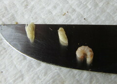 Cylas formicarius
