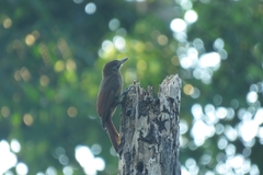 Dendrocincla fuliginosa