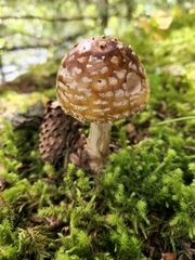 Amanita