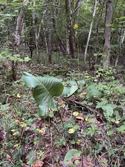 Silphium terebinthinaceum