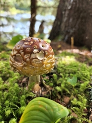 Amanita