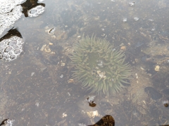 Anthopleura xanthogrammica