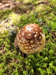 Amanita