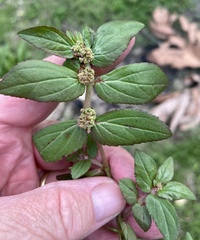Euphorbia hirta