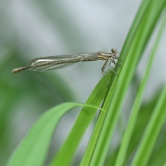 Coenagrionoidea