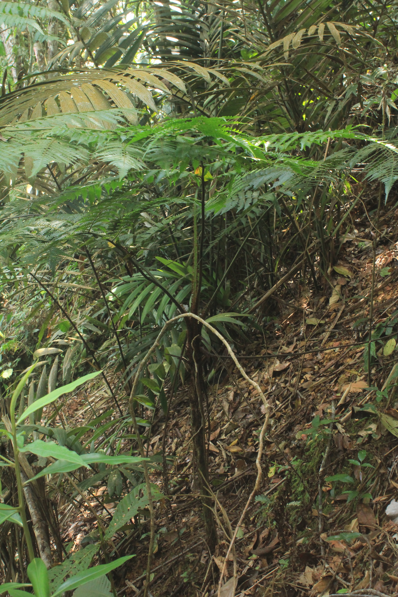 Cyathea andina