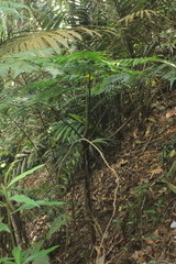 Cyathea andina