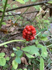 Arisaema triphyllum