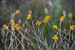 Helenium bigelovii